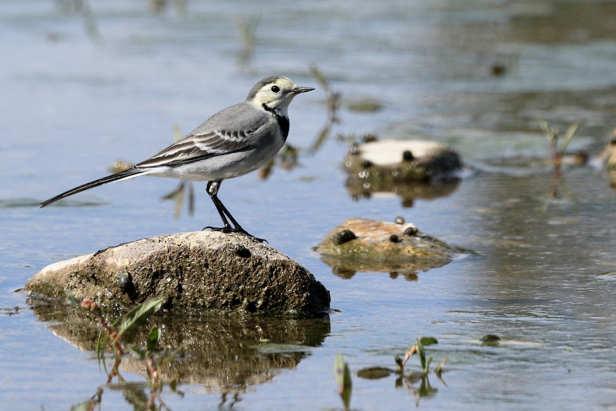 White Wagtail - ML624506926