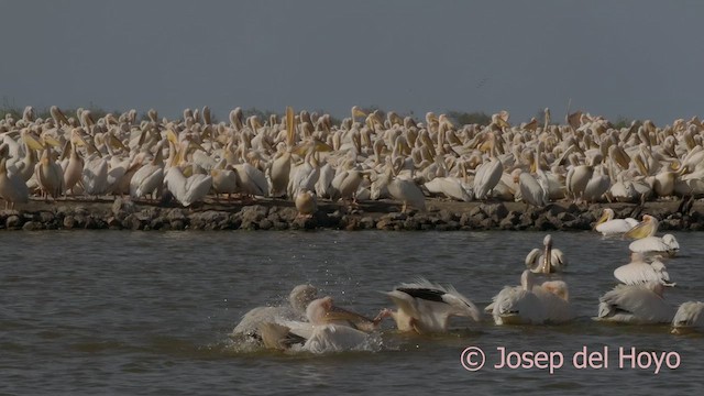 Great White Pelican - ML624507011