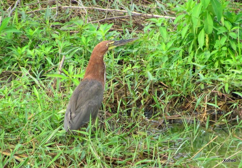 Rufescent Tiger-Heron - ML624507098