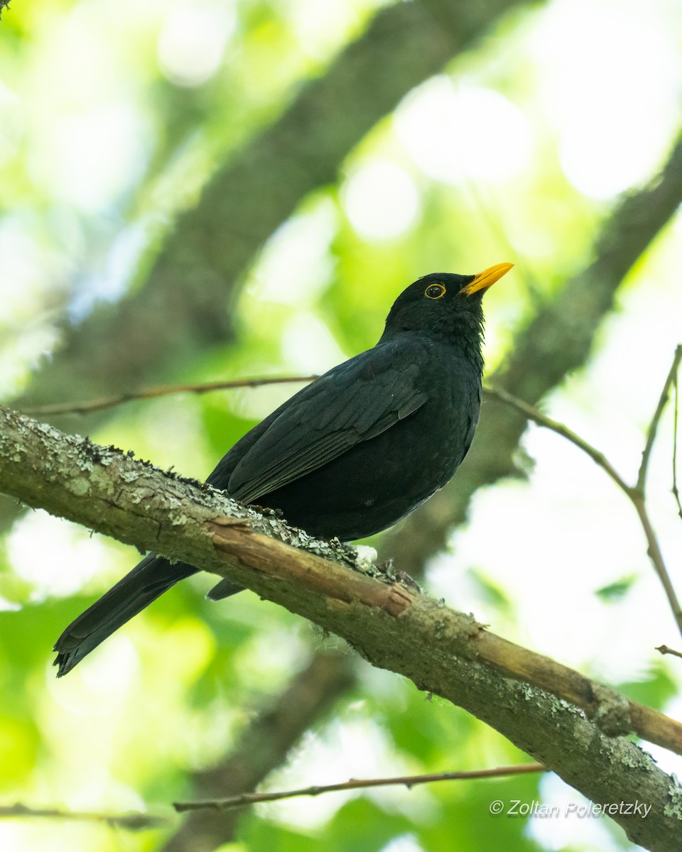 Eurasian Blackbird - ML624507138