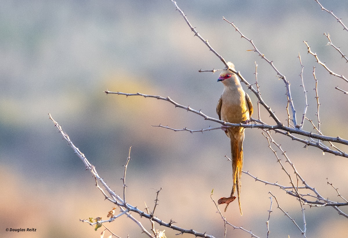 Red-faced Mousebird - ML624507178