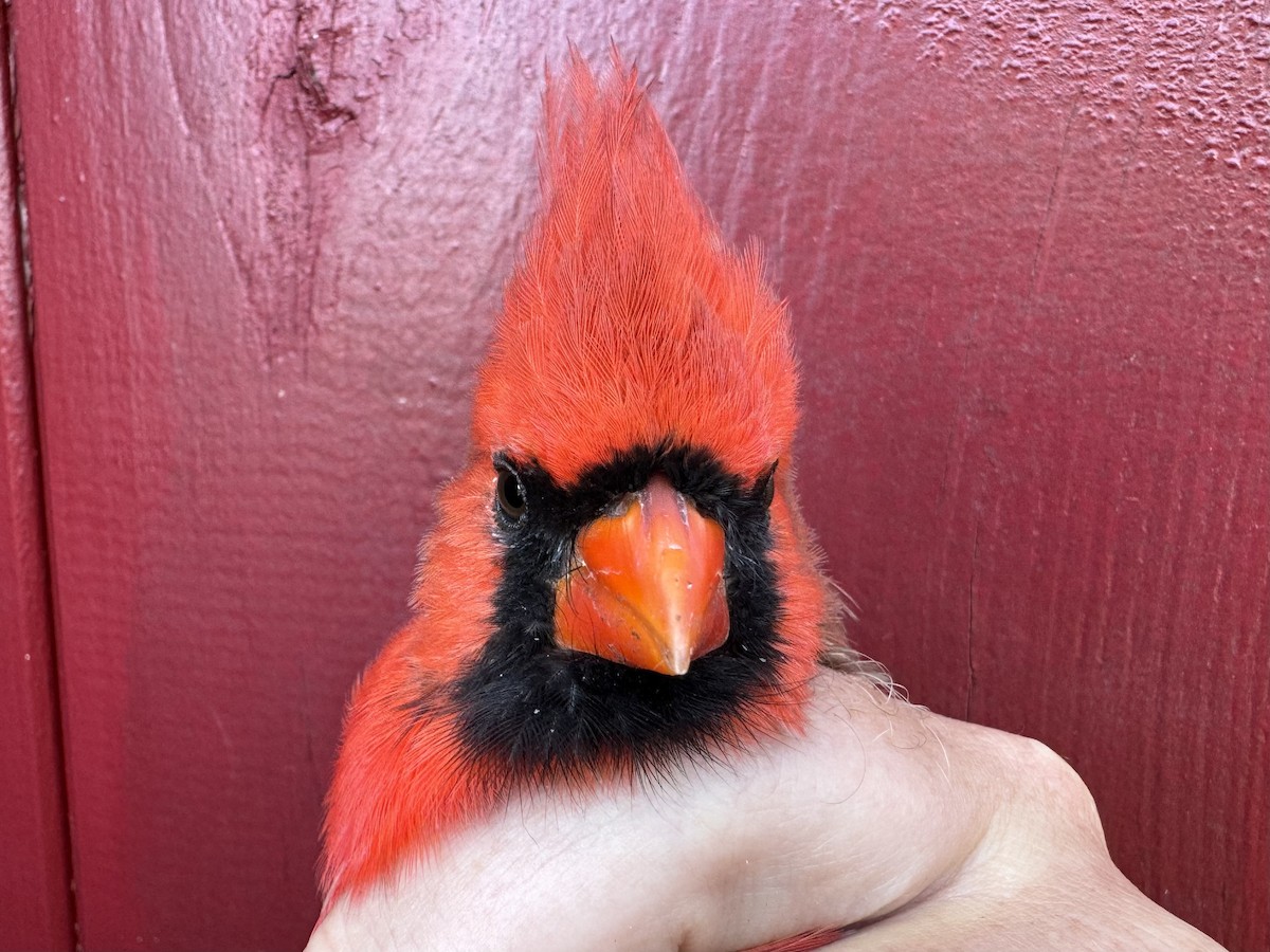 Northern Cardinal - ML624507228