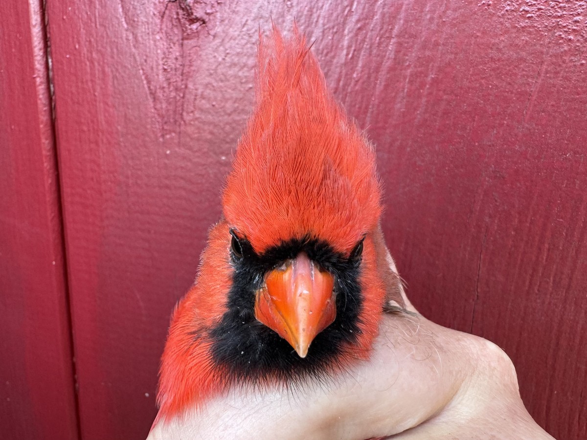 Northern Cardinal - ML624507229