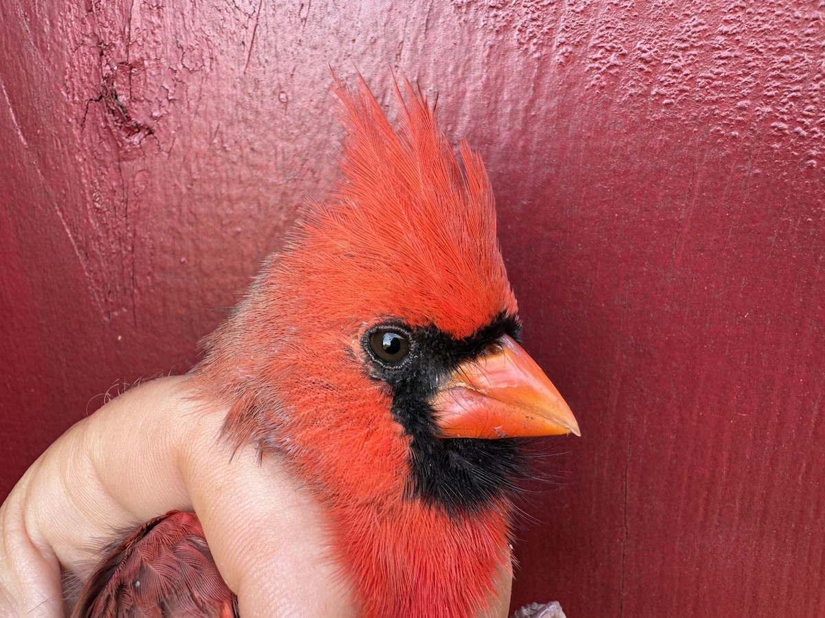 Northern Cardinal - ML624507230