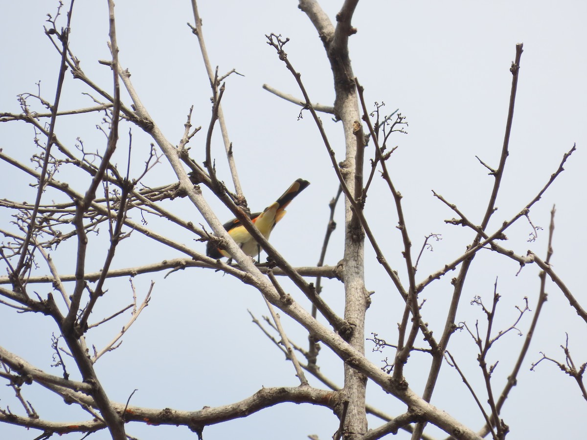 Small Minivet - ML624507243