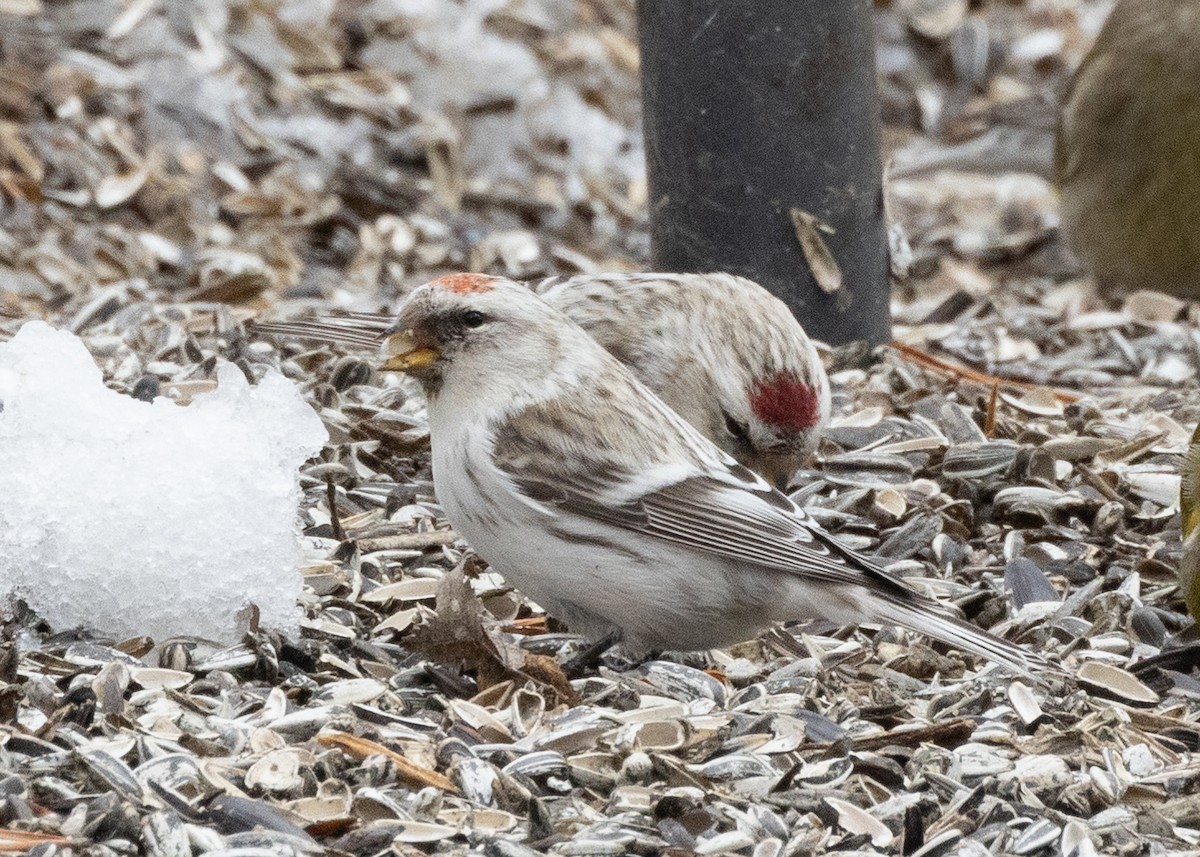 Hoary Redpoll - ML624507277