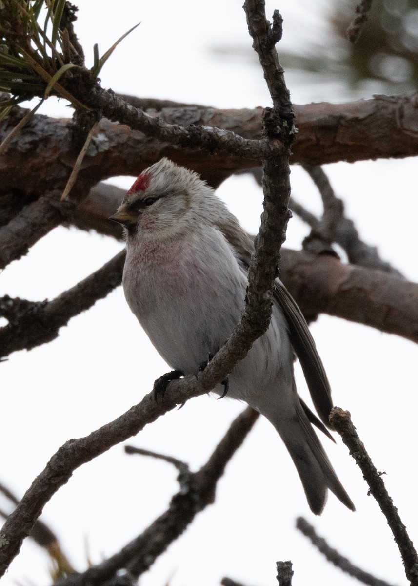 Hoary Redpoll - ML624507278