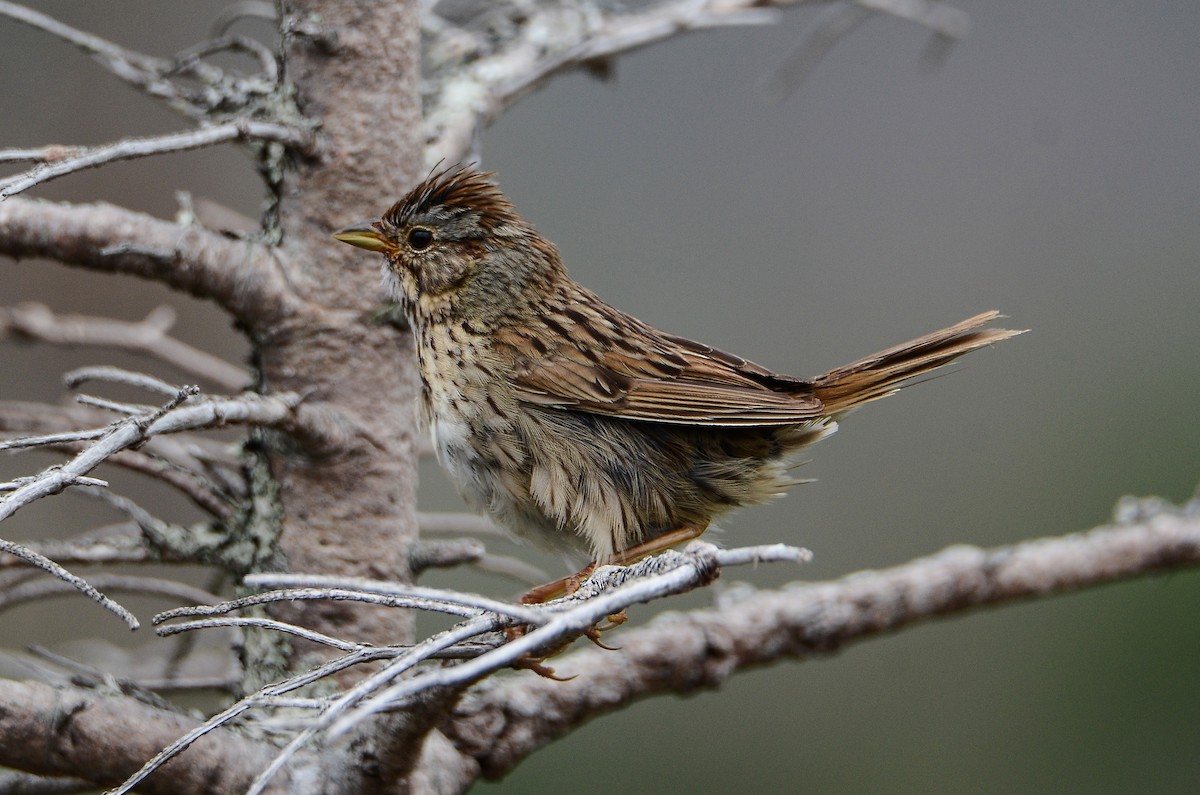 Lincoln's Sparrow - ML624507310