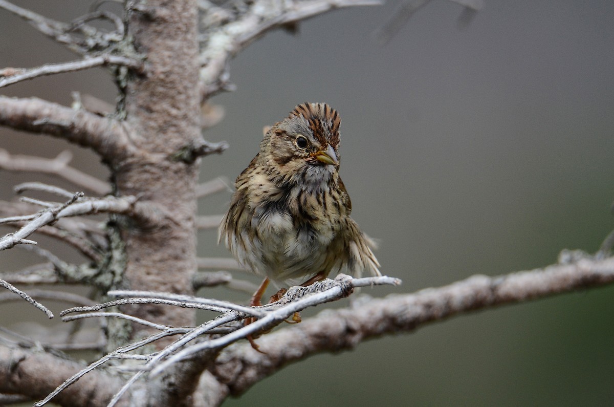 Lincoln's Sparrow - ML624507311