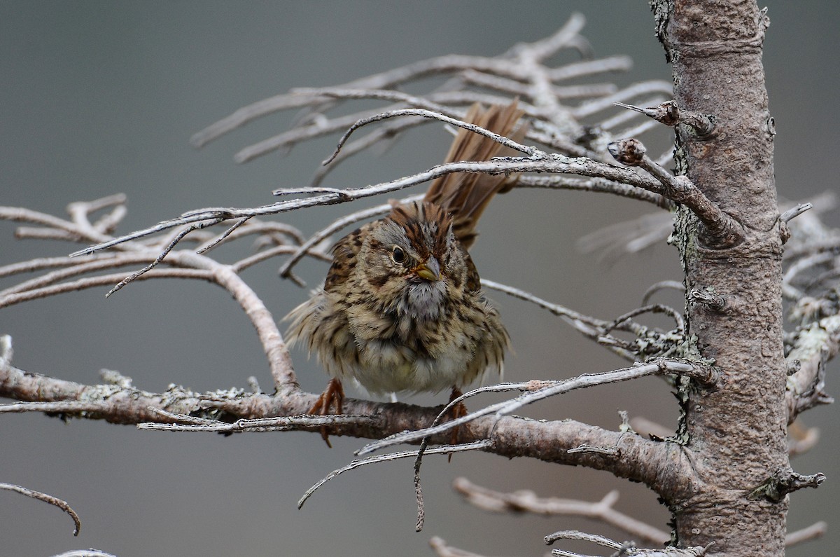 Lincoln's Sparrow - ML624507313