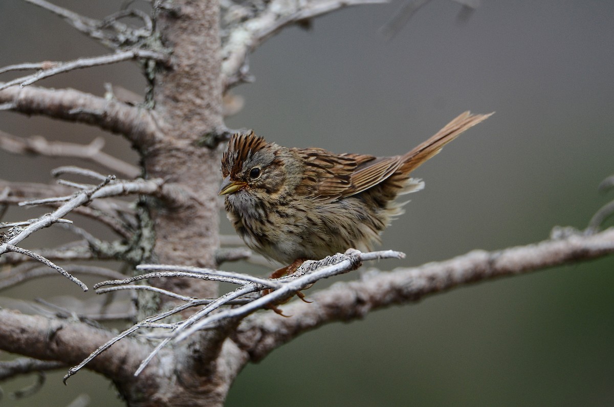 Lincoln's Sparrow - ML624507314