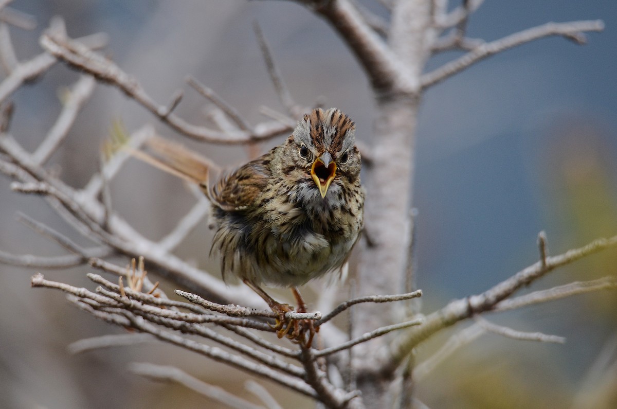 Lincoln's Sparrow - ML624507315