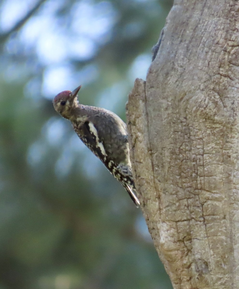 Red-naped Sapsucker - ML624507345