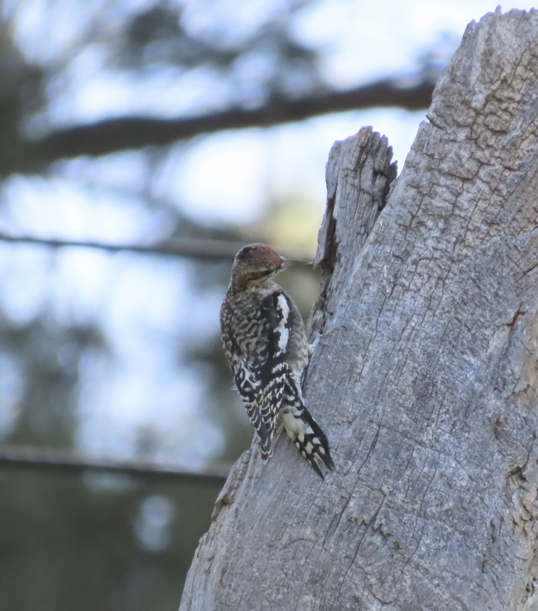 Red-naped Sapsucker - ML624507346