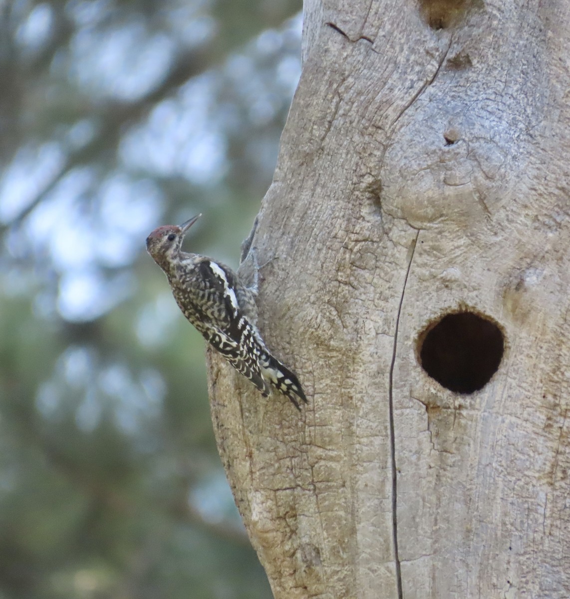 Red-naped Sapsucker - ML624507347