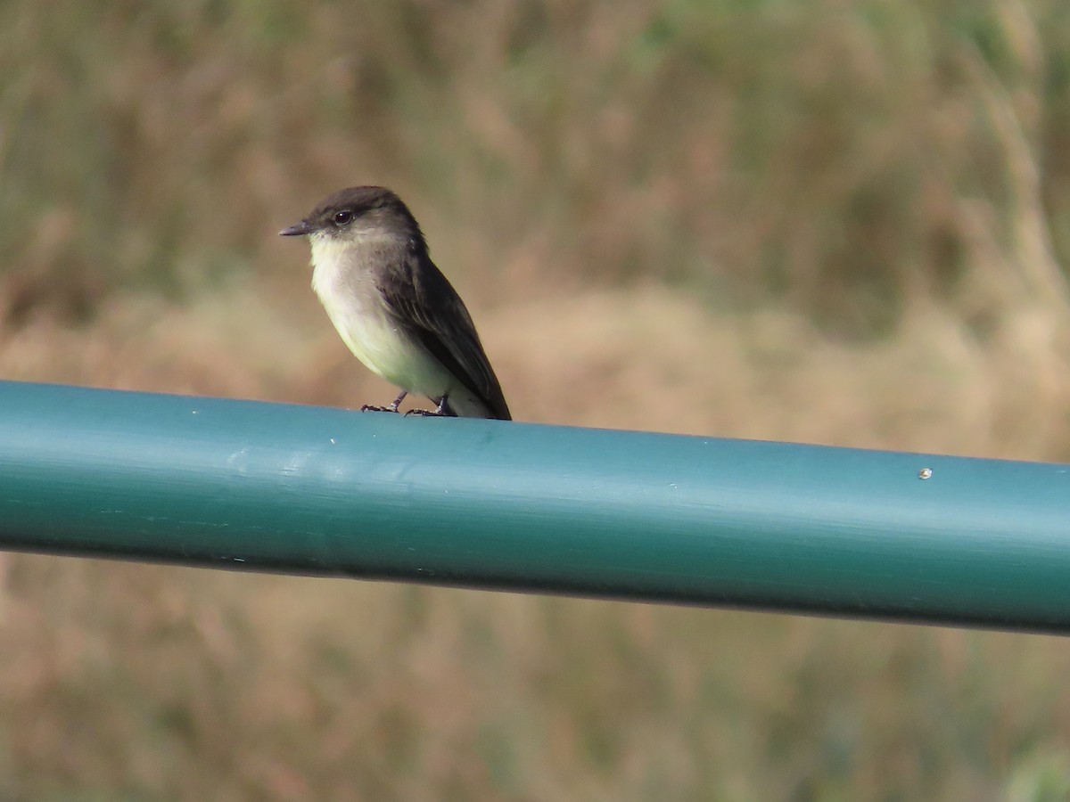 Eastern Phoebe - ML624507350