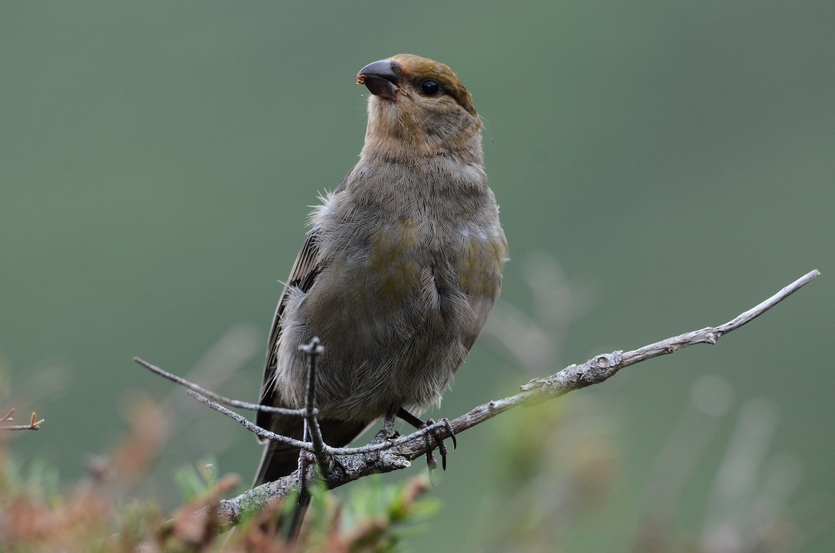 Pine Grosbeak - ML624507357