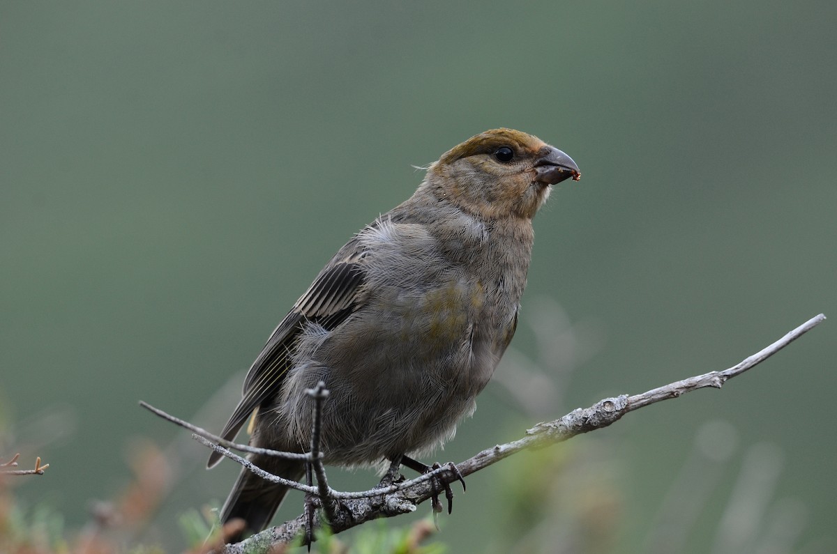 Pine Grosbeak - ML624507358