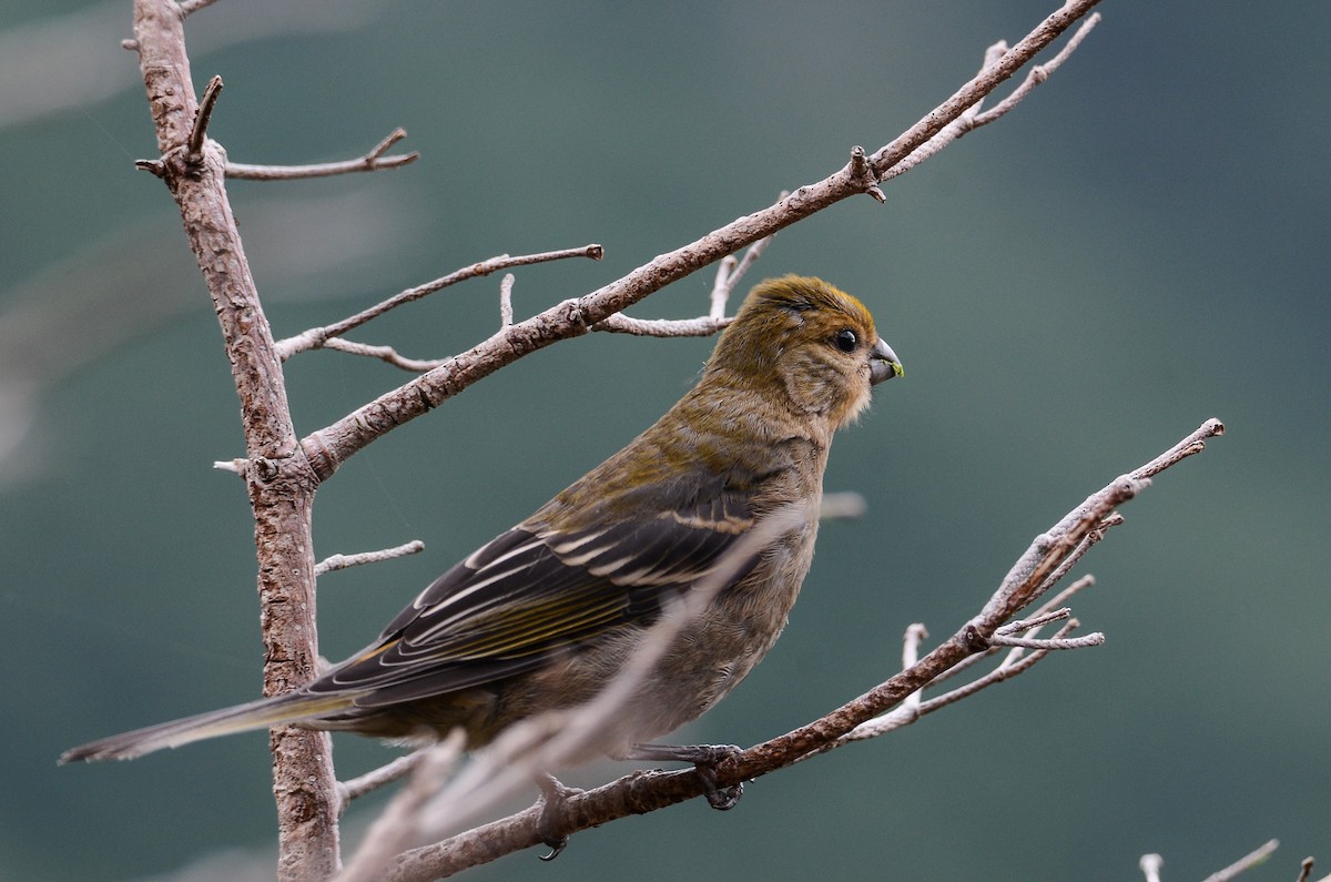 Pine Grosbeak - ML624507360