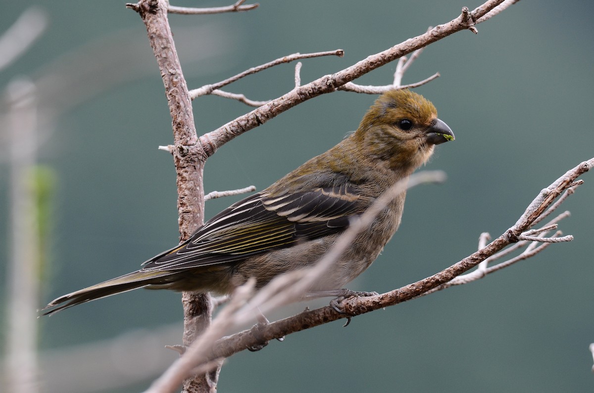 Pine Grosbeak - ML624507362