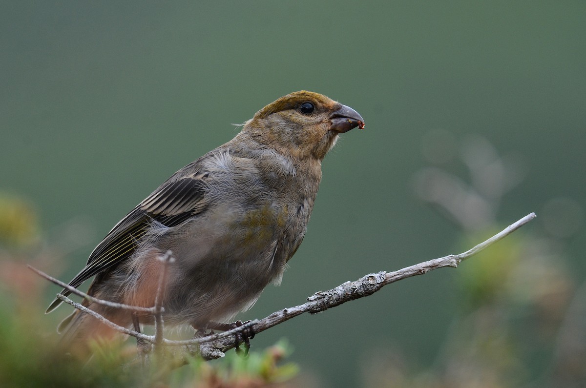 Pine Grosbeak - ML624507363