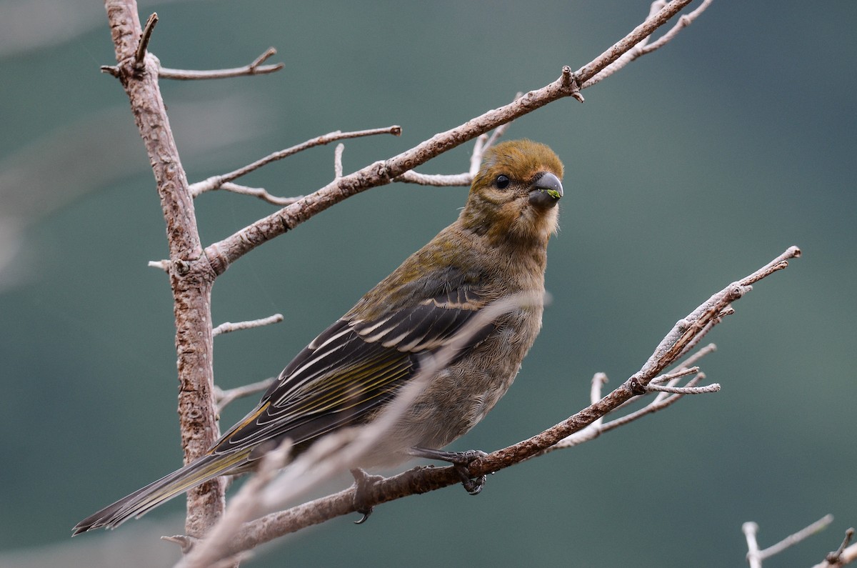 Pine Grosbeak - ML624507364