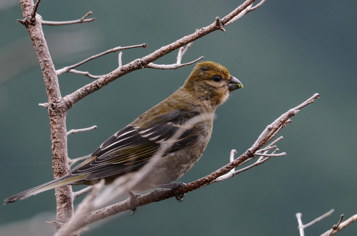 Pine Grosbeak - ML624507365