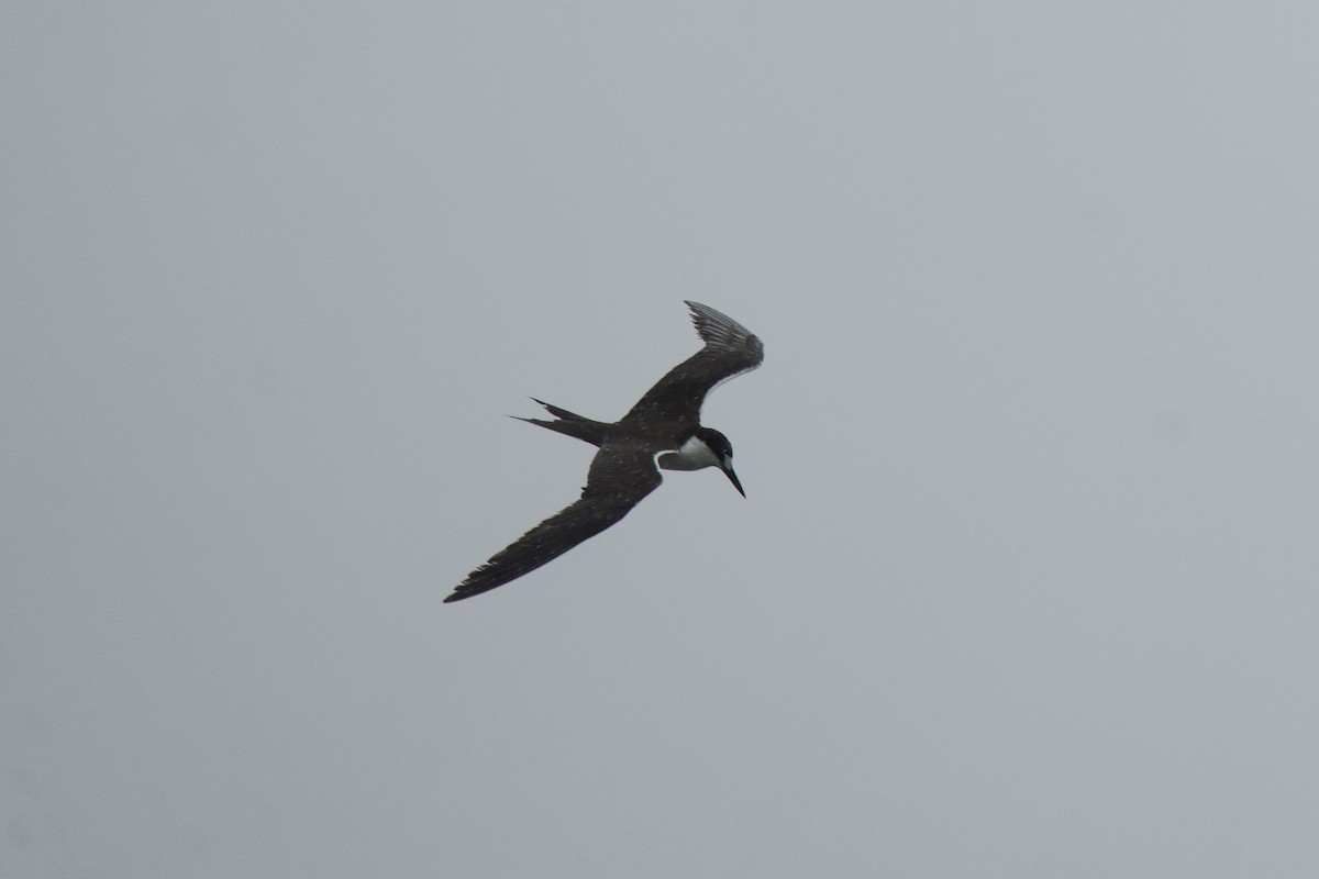 Sooty Tern - ML624507450