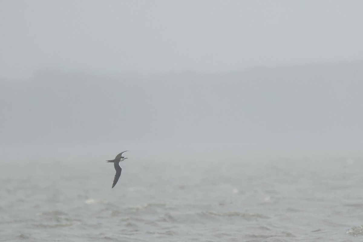 Sooty Tern - ML624507451