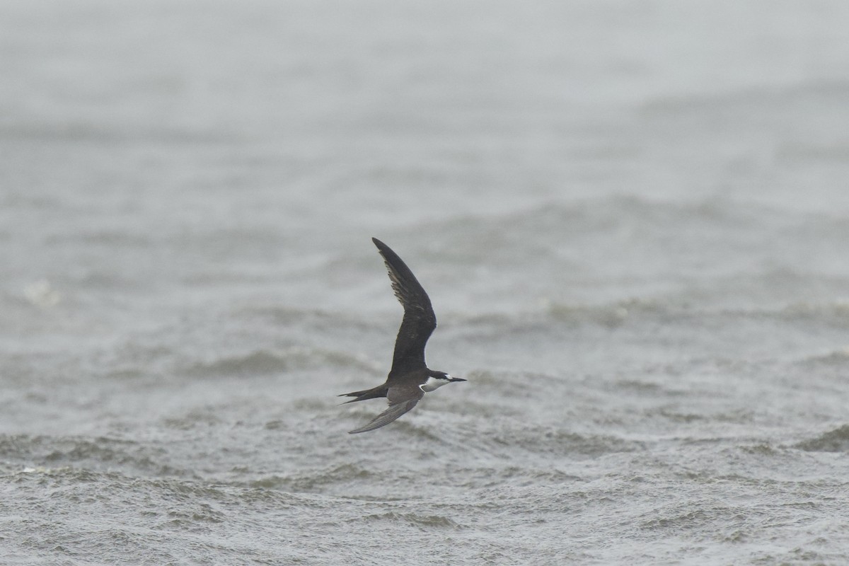 Sooty Tern - ML624507452