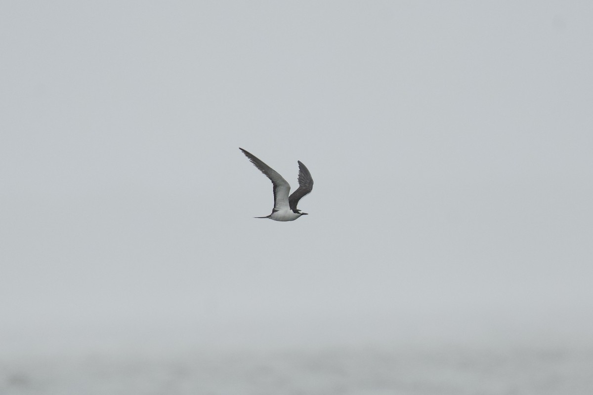 Sooty Tern - ML624507453