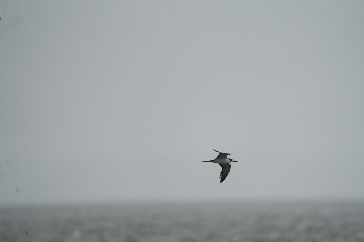 Sooty Tern - ML624507460