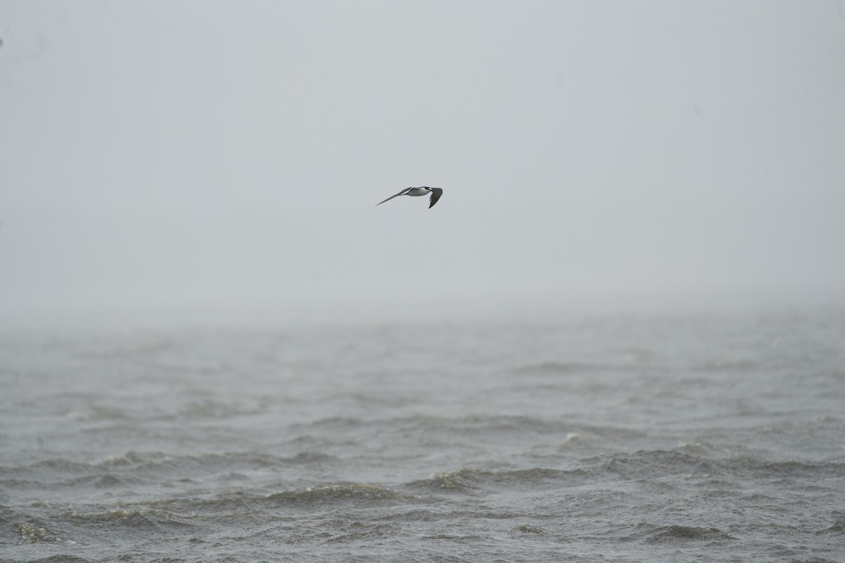 Sooty Tern - ML624507461