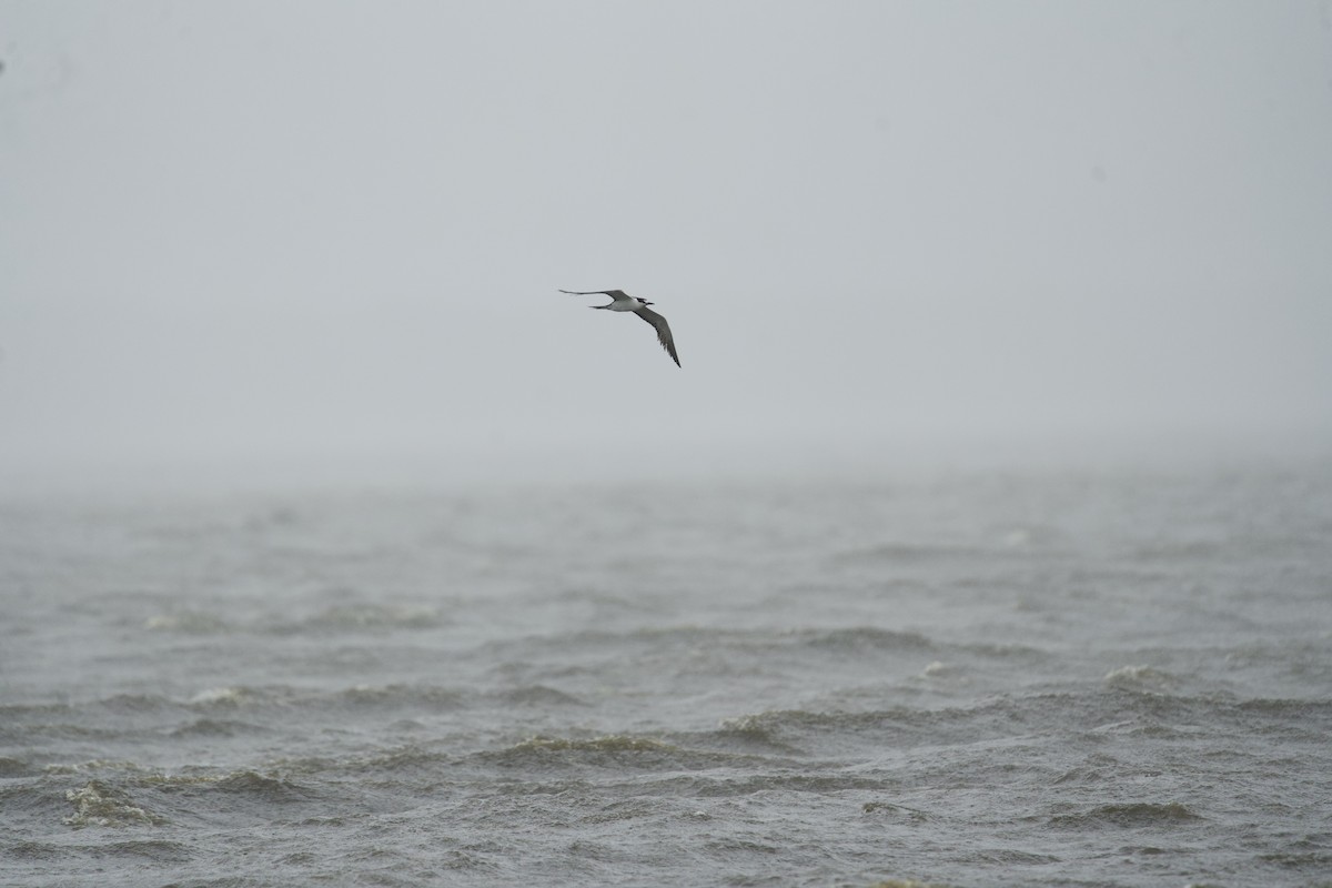 Sooty Tern - Matthew Shuler