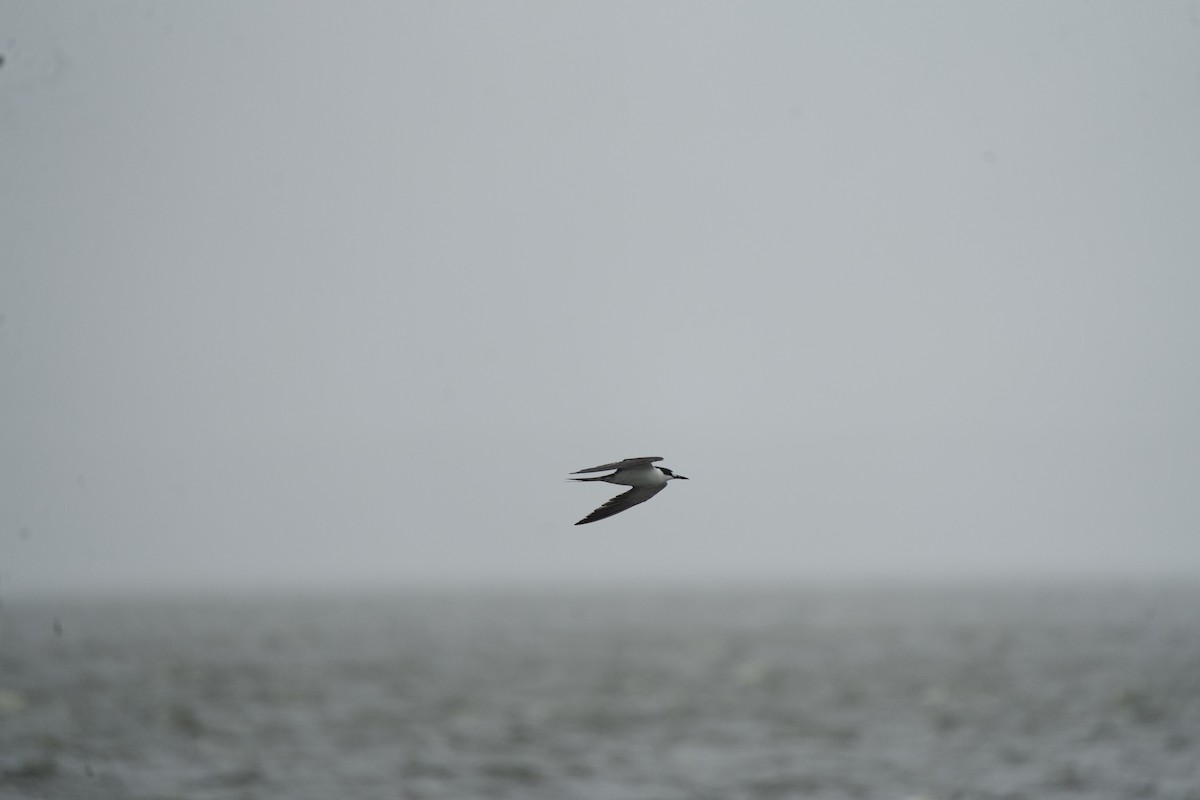 Sooty Tern - ML624507463