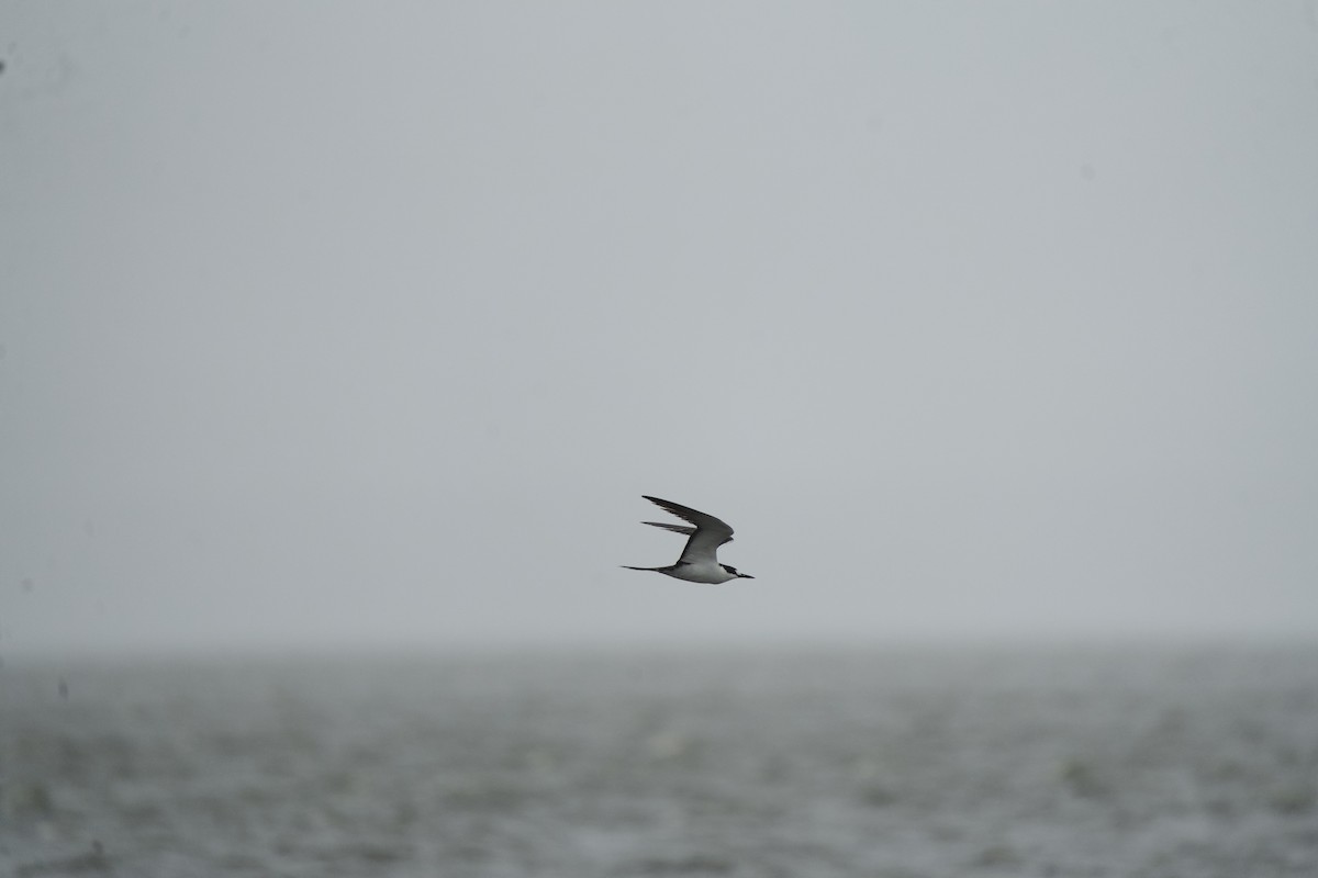 Sooty Tern - ML624507464