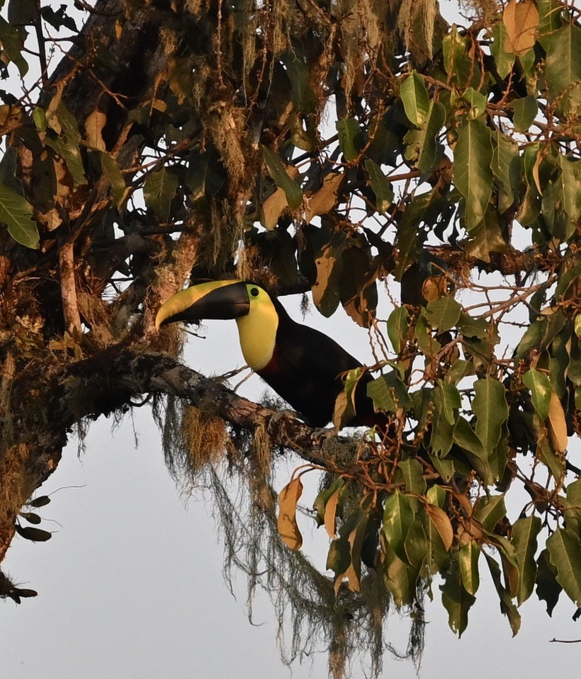 Toucan tocard - ML624507613