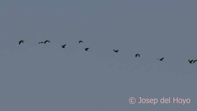 Great Cormorant (White-breasted) - ML624507736