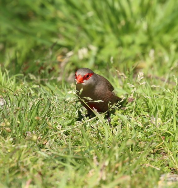 Common Waxbill - ML624507760