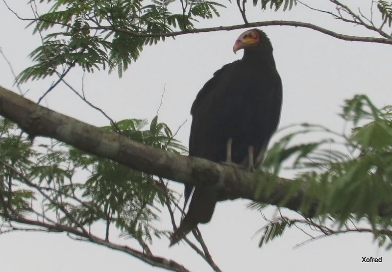 Lesser Yellow-headed Vulture - ML624507775