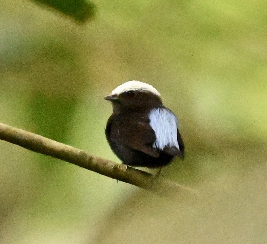 Blue-rumped Manakin - ML624507797