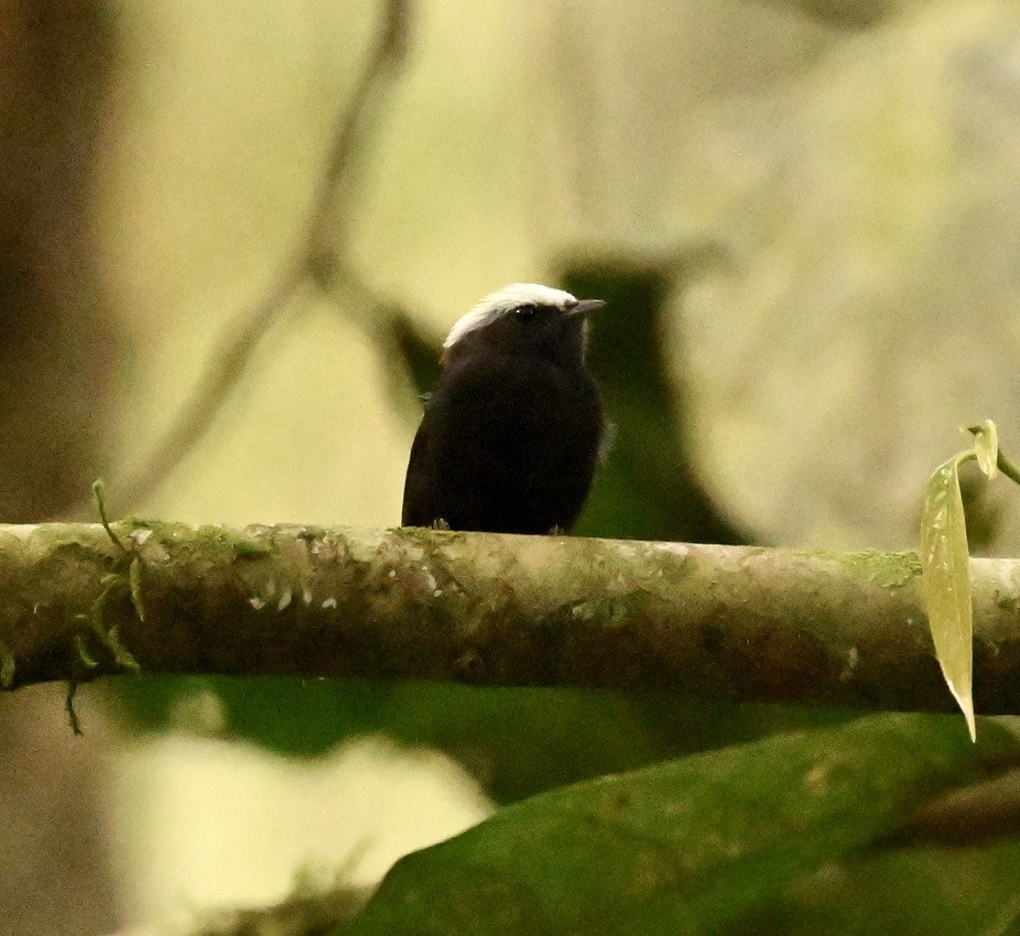 Blue-rumped Manakin - ML624507802