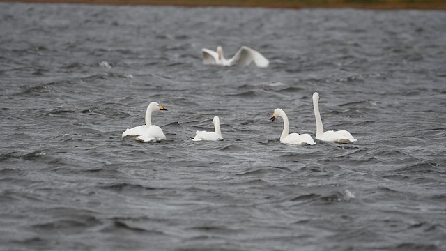 Whooper Swan - ML624508118