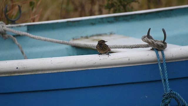Rock Pipit - ML624508326