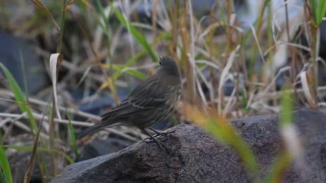 Rock Pipit - ML624508338
