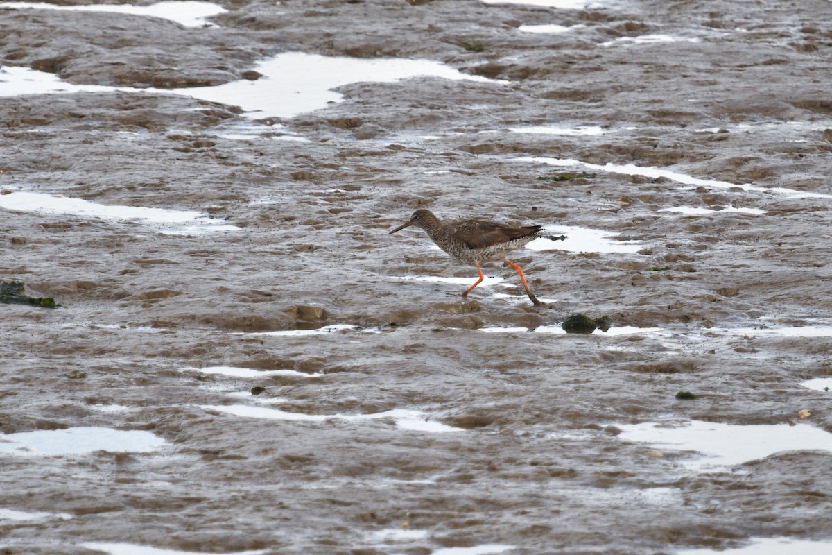 Common Redshank - ML624508340