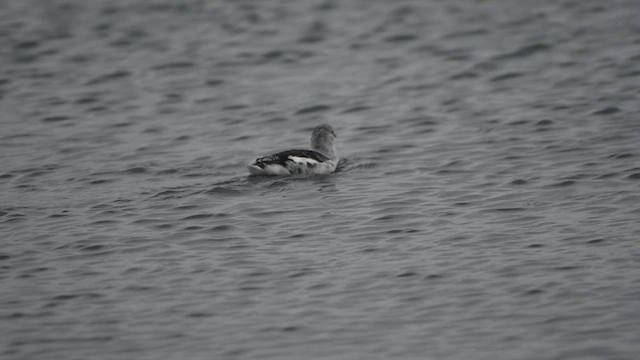 Black Guillemot - ML624508357