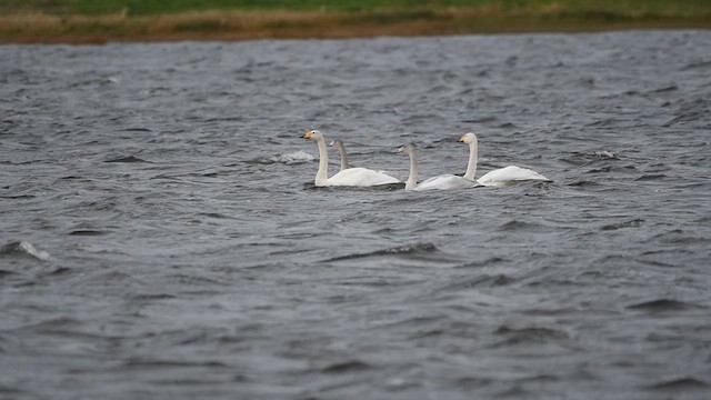 Whooper Swan - ML624508364
