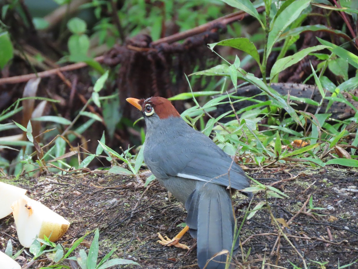 Chestnut-capped Laughingthrush - ML624508514