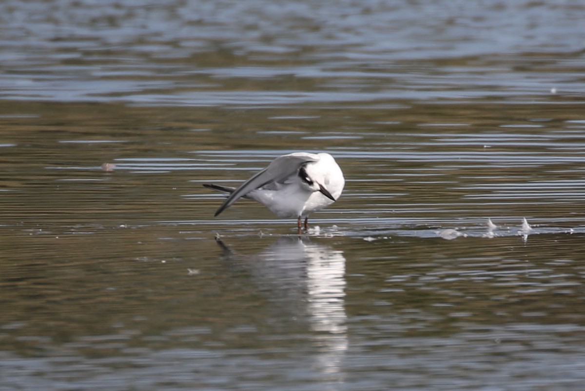 Forster's Tern - ML624508556